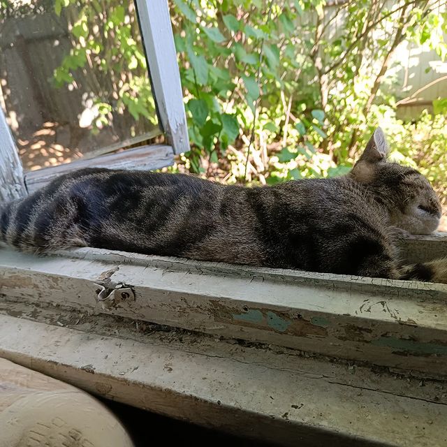 NOM в LOOKY. . Уснула на окне