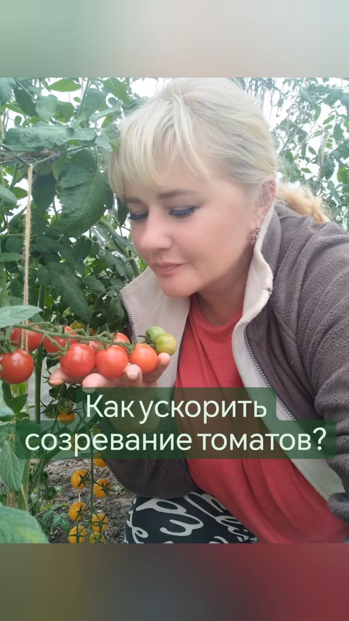 missisvaflia в LOOKY. #томатывтеплице,#томаты,#урожай,#урожайтоматов,#теплица,#салат,#салатспомидорами,#помидоры,#поркузи,#назиму,#нагрядках,#нагрядке,#огород,#огородники,#поркузи,#Поркузи,#ленинградская_область,#ленинградскаяобласть,#дача. 📌КАК УСКОРИТЬ СОЗРЕ...