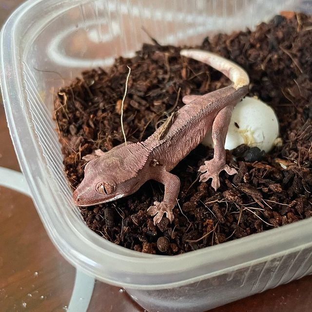 exzoopark_by в LOOKY. #машамузасоколовская,#бананоед,#exzoopark_by,#rhacodactylusciliatus,#reptile,#реснитчатыйбананоед. +1 малыш банана 
Выл...