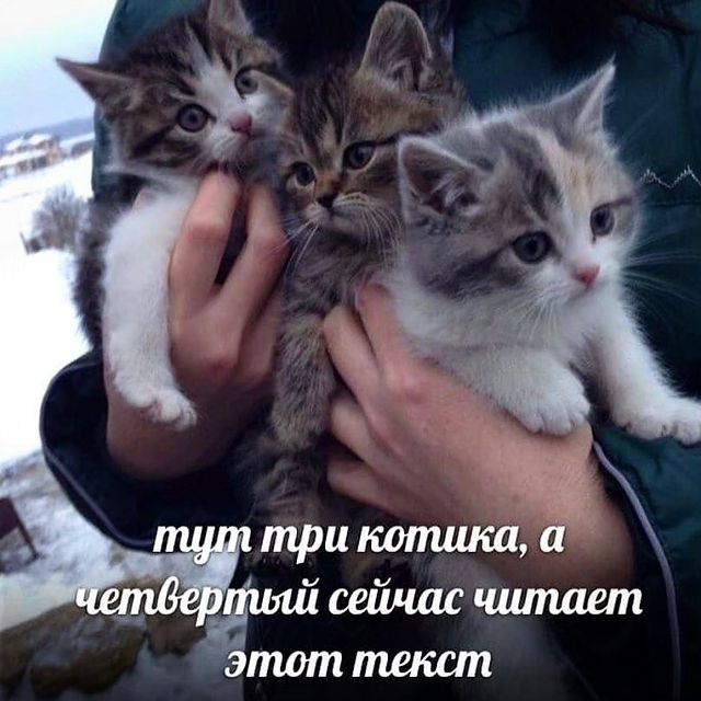 muxakot в LOOKY. . null