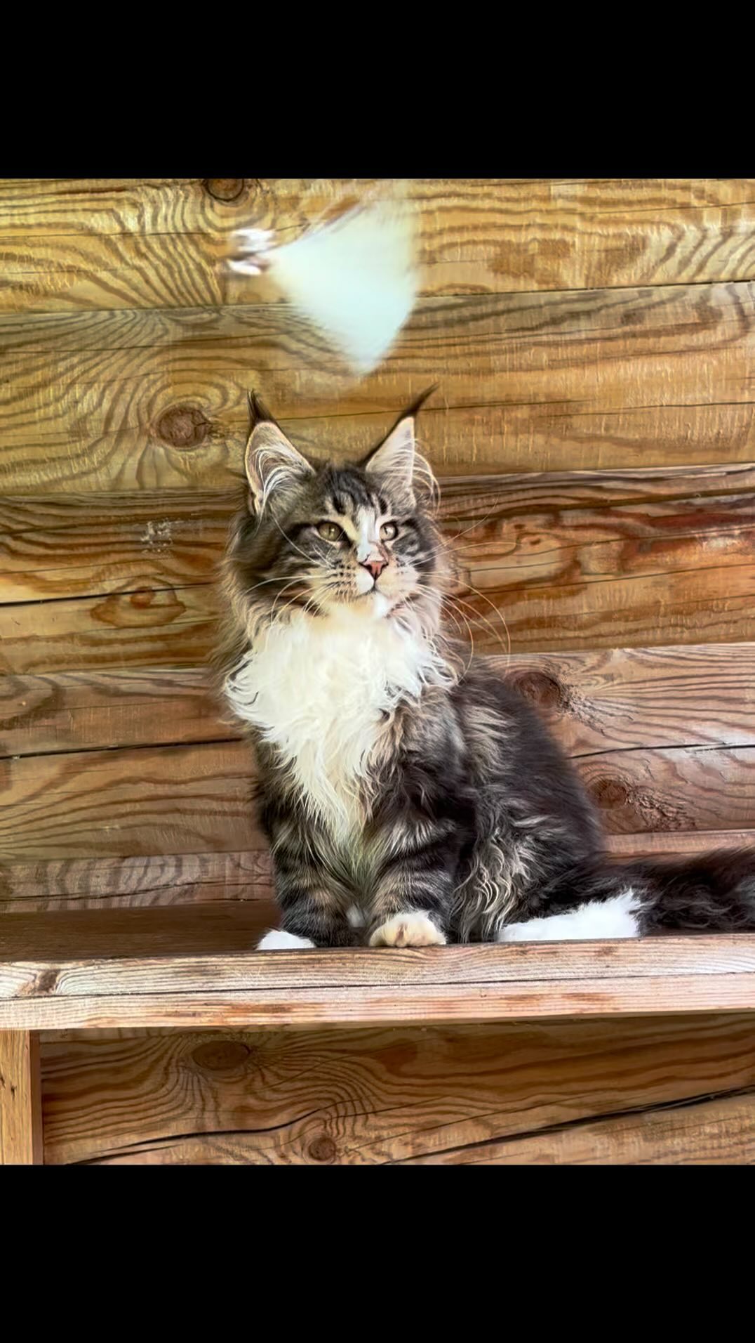 blackmaxhouse в LOOKY. #maincoonsofinstagram,#maincoons,#maincoon,#maincooncat,#maincoonlovers,#maincoonkitten,#мейнкун,#мейнкуны,#мейнкункотята,#мейнкунмосква,#полидактильный_мейн_кун,#полидактильныймейнкун,#полидакт. Полидактильный кот Б...
