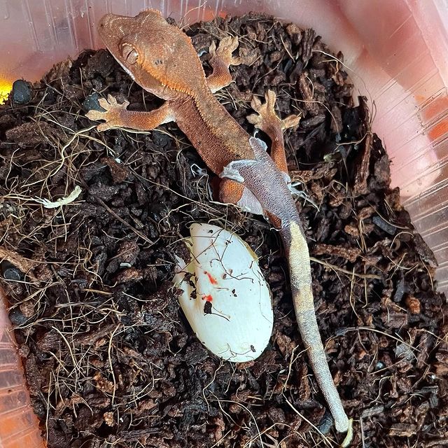 exzoopark_by в LOOKY. #машамузасоколовская,#бананоед,#exzoopark_by,#rhacodactylusciliatus,#reptile,#реснитчатыйбананоед. Вылуп: 20 августа 20...