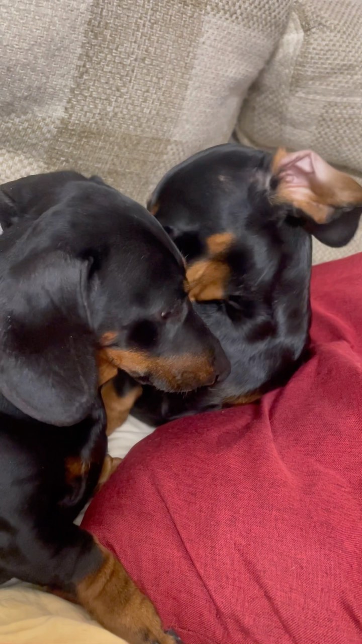 teckel_haul в LOOKY. #такса,#таксаминиатюрная,#таксагладкошерстная,#dachshund,#dachshundpuppies,#dackel,#teckel,#таксаркф,#таксавязка,#вязкатакса,#собака,#щенки,#puppies,#lovemydog,#lovelydachshund,#dachshunds,#dachshundslife,#teckellove,#teckelpuppy,#teckelmini,#zwergdackel,#dackelliebe,#таксалучшаясобака,#dachshundthebest,,#teckelthebes,#щенкитаксы,#doxie,#doxiespuppy,#wienerdog,#sausagedogs. #такса #таксаминиатю...