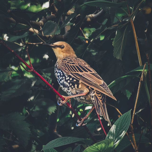 deus.nature в LOOKY. #birdphotography,#birdforever,#birdslovers,#naturephotography,#shotongalaxy,#фотоприроды,#фотоптиц,#любителиптиц,#птицы,#орнитология. Ｓｔｕｒｎｕｓ  ｖｕｌｇａｒｉｓ
.
...