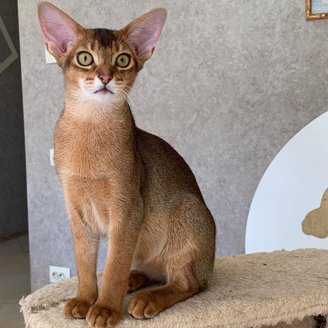 leo_minor_aby_cattery_cfa в LOOKY — фото 2