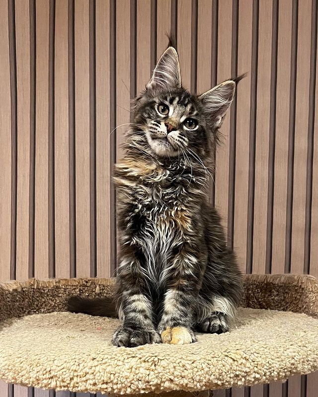 blackmaxhouse в LOOKY. #мейнкун,#мейнкункотята,#мейнкуны,#мейнкунмосква,#мейнкунпитомник,#maincoon,#maincoons,#maincoonsofinstagram,#maincoonstagram,#maincooncat,#maincoonlovers,#maincoonkitten. Полидактильная череп...