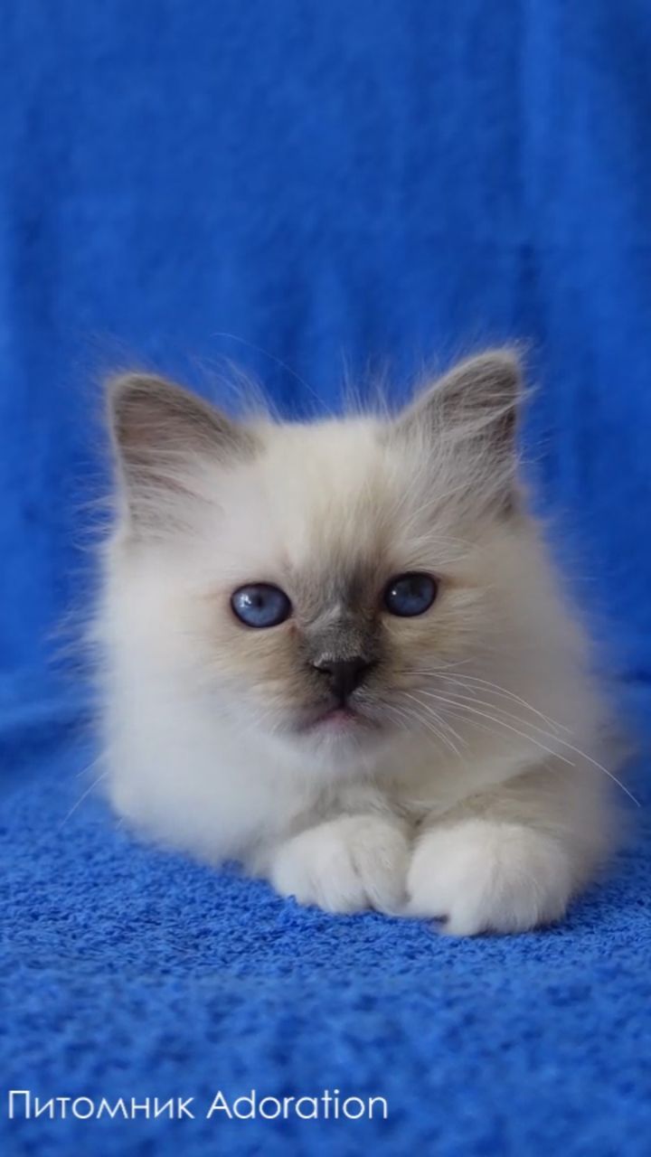 sacredbirman в LOOKY. #Священнаябирма. #Священнаябирма (мал...