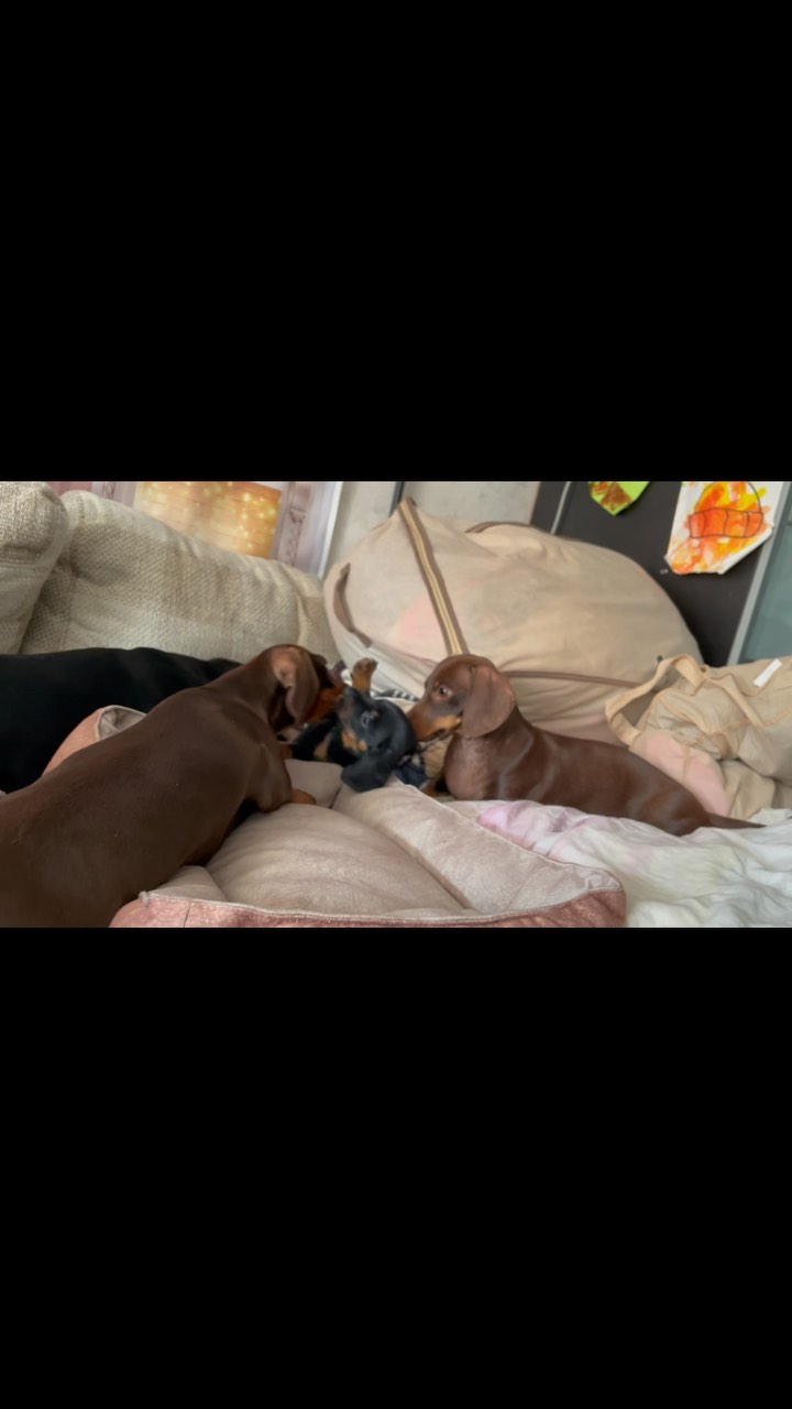 teckel_haul в LOOKY. #такса,#таксаминиатюрная,#таксагладкошерстная,#dachshund,#dachshundpuppies,#dackel,#teckel,#таксаркф,#таксавязка,#вязкатакса,#собака,#щенки,#puppies,#lovemydog,#lovelydachshund,#dachshunds,#dachshundslife,#teckellove,#teckelpuppy,#teckelmini,#zwergdackel,#dackelliebe,#таксалучшаясобака,#dachshundthebest,,#teckelthebes,#щенкитаксы,#doxie,#doxiespuppy,#wienerdog,#sausagedogs. Такой мелкий родстве...