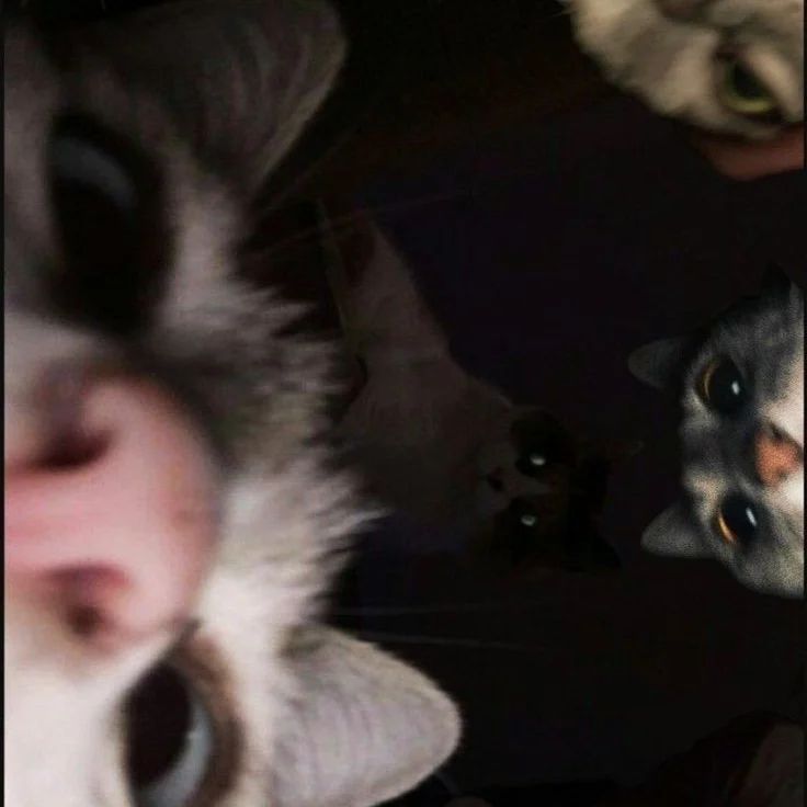 cute cats #cat #cats #кот #котики #мило #cute #animal #animals #животные