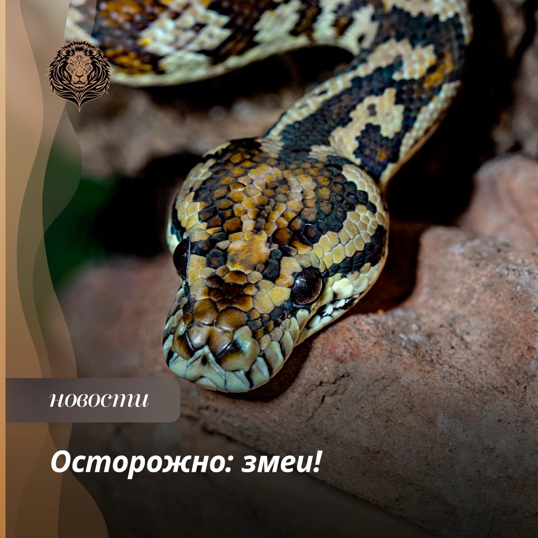 Добрый день, соседи!

⚡ В Подмосковье зафиксировано несколько случаев укусов людей ядовитыми змеями.

Нашествием ядовитых змей уже окрестили некоторые СМИ сезонную активность пресмыкающихся в Московском области. Более того, в регионе действительно в этом году зафиксированы случаи укуса змеями местных жителей.

Активизация змей – обычное явление в сложившихся погодных условиях, сообщили в областном министерстве экологии и природопользования.

«На фоне жаркой погоды змеи ищут увлажнённые места, а их можно найти в том числе вблизи человеческого жилья. Поэтому у многих складывается ощущение “нашествия”», — говорится в сообщении ведомства. – «В этом случае не нужно беспокоиться: если близко появилась гадюка, следует обойти её стороной, не приближаясь. Пресмыкающиеся не нападают на человека, если их не провоцировать, сами стараются скрыться».

❗ Если змея всё-таки укусила, то пострадавшего необходимо как можно скорее доставить в медицинское учреждение. Для замедления распространения яда к ране следует приложить холодный компресс и обездвижить укушенную конечность.

#ядовитыезмеи #ядовитыезмеивгороде #ядовитыезмеивунитазе #ядовитыезмеипауки #ядовитыезмеипоблизости #ядовитыезмеиподмосковья #ядовитыезмеироссии #ядовитыезмеи⚡️💚 #ядовитыезмеи🙀🏡 #ядовитыезмеи🙈🐍🙀 #ядовитыезмей #ядовитыезмейки #ядовитыезмени #ядовитыезмеюки #ядовитыезмеюшки
