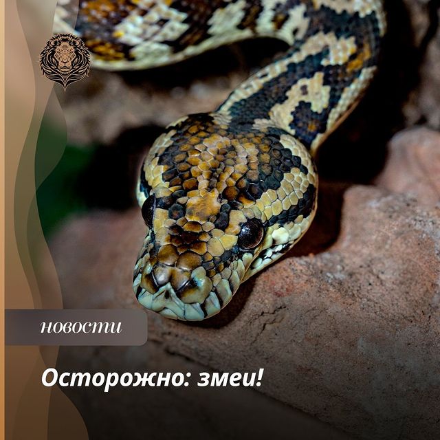 narublevkerigelife в LOOKY. #ядовитыезмеи,#ядовитыезмеивгороде,#ядовитыезмеивунитазе,#ядовитыезмеипауки,#ядовитыезмеипоблизости,#ядовитыезмеиподмосковья,#ядовитыезмеироссии,#ядовитыезмеи⚡️💚,#ядовитыезмеи🙀🏡,#ядовитыезмеи🙈🐍🙀,#ядовитыезмей,#ядовитыезмейки,#ядовитыезмени,#ядовитыезмеюки,#ядовитыезмеюшки. Добрый день, соседи!...