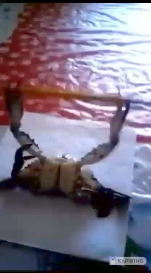 m_kiven_m в LOOKY. #humor,#memes,#viral,#umor,#momasos,#reels. memes compilación 

...