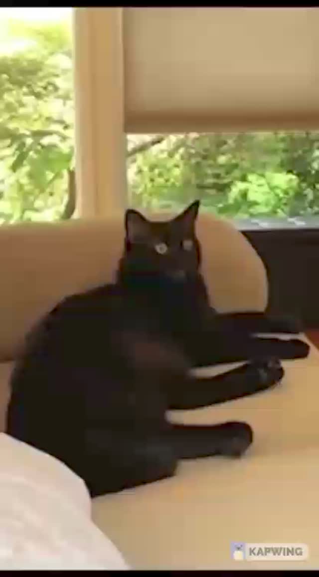 m_kiven_m в LOOKY. #humor,#memes,#viral,#umor,#momasos,#reels. memes compilación 

...