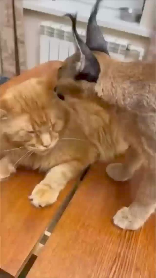 m_kiven_m в LOOKY. #humor,#memes,#viral,#umor,#momasos,#reels. memes compilación 

...