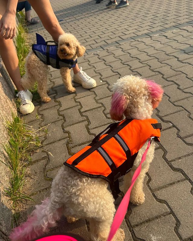 mariko_taganrog в LOOKY. #тойпудель,#карликовыйпудель,#пудельтаганрог,#таганрог,#продампуделя,#продажащенка,#продажапуделя,#щенкипуделя,#купитьпуделя,#poodles,#poodliesinstagram,#хочупуделя,#нашидрузья,#подарок,#кроха,#пудельростов,#тусовка,#пуделькраснодар,#пудельроссия,#пудельдоставка,#плюшевыймалыш,#комочексчастья,#супердетки,#нашпудель,#пудель,#красныйпудель,#абрикосовыйпудель,#малышпудель,#черныйпудель,#мариамхоббикакжизнь. И ещё Молли нам в ле...