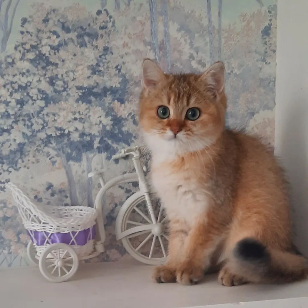 golden_gloss_cattery в LOOKY — фото 1