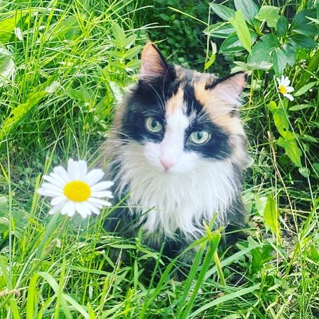 777_my_love_garden_777 в LOOKY. #август,#1сентября,#котикинаркотики. До 1 сентября остало...