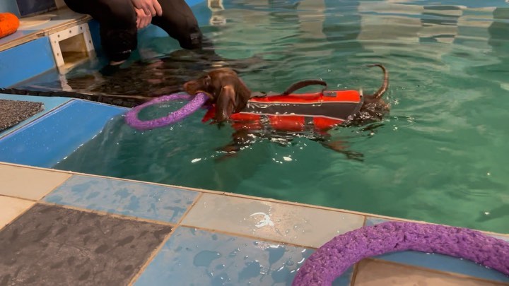 teckel_haul в LOOKY. #такса,#таксаминиатюрная,#таксагладкошерстная,#dachshund,#dachshundpuppies,#dackel,#teckel,#таксаркф,#таксавязка,#вязкатакса,#собака,#щенки,#puppies,#lovemydog,#lovelydachshund,#dachshunds,#dachshundslife,#teckellove,#teckelpuppy,#teckelmini,#zwergdackel,#dackelliebe,#таксалучшаясобака,#dachshundthebest,,#teckelthebes,#щенкитаксы,#doxie,#doxiespuppy,#wienerdog,#sausagedogs. Настойчивость и труд...