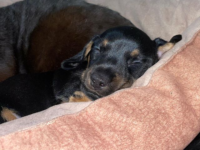 teckel_haul в LOOKY. #такса,#таксаминиатюрная,#таксагладкошерстная,#dachshund,#dachshundpuppies,#dackel,#teckel,#таксаркф,#таксавязка,#вязкатакса,#собака,#щенки,#puppies,#lovemydog,#lovelydachshund,#dachshunds,#dachshundslife,#teckellove,#teckelpuppy,#teckelmini,#zwergdackel,#dackelliebe,#таксалучшаясобака,#dachshundthebest,,#teckelthebes,#щенкитаксы,#doxie,#doxiespuppy,#wienerdog,#sausagedogs. Сын, папа и сын, и "...