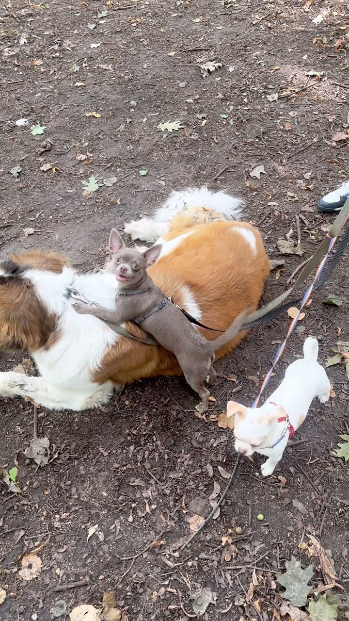 anstianity в LOOKY. #сенбернар,#чихуахуа,#chiuahua,#chiuaua,#saintbernard. Видео для тех кто сп...
