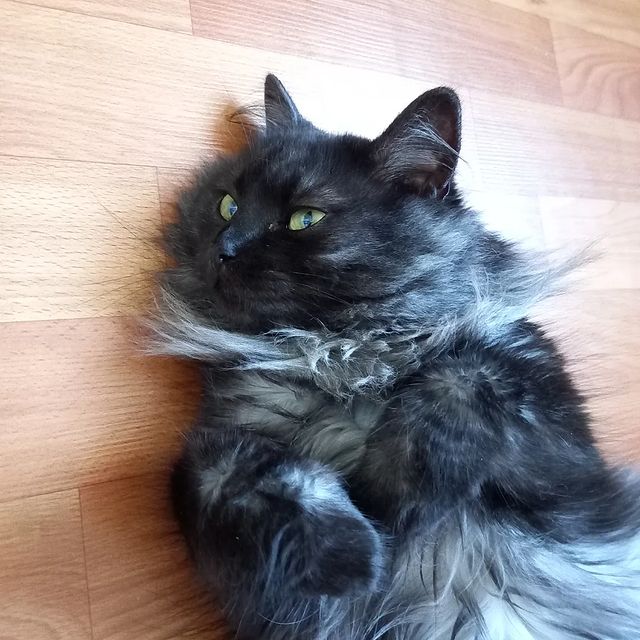 tanuwka_jy в LOOKY. #кошка,#кот,#котики,#безкотажизньнета,#милота. Моя шладкая кошечка ...