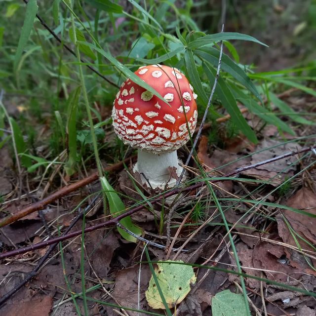tanuwka_jy в LOOKY. #грибы,#гриб,#мухомор,#лето,#лес,#мухоморы. А я все по мухоморам...