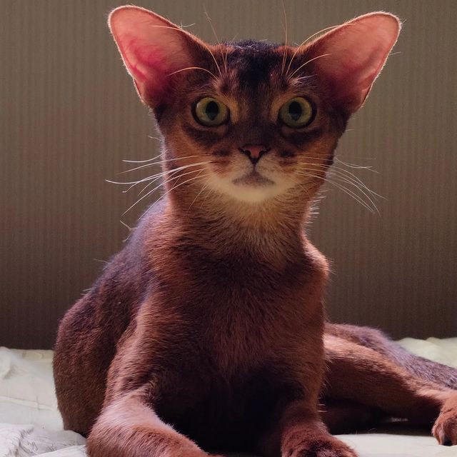 negaladydi в LOOKY. #abyssinian#абиссинскаяпорода,#abyssinianthebest,#abykitten#жилибылиабиссинскиекотята#котятаизпитомника#красивыеабиссинскиекотята#мирабиссинов,#питомникабиссинскихкотят,#дляценителейабиссинов,#тамгдеживутабиссинскиекотята#абиссинскаякошка,#дляценителейабиссинов. #abyssinian#абиссинс...