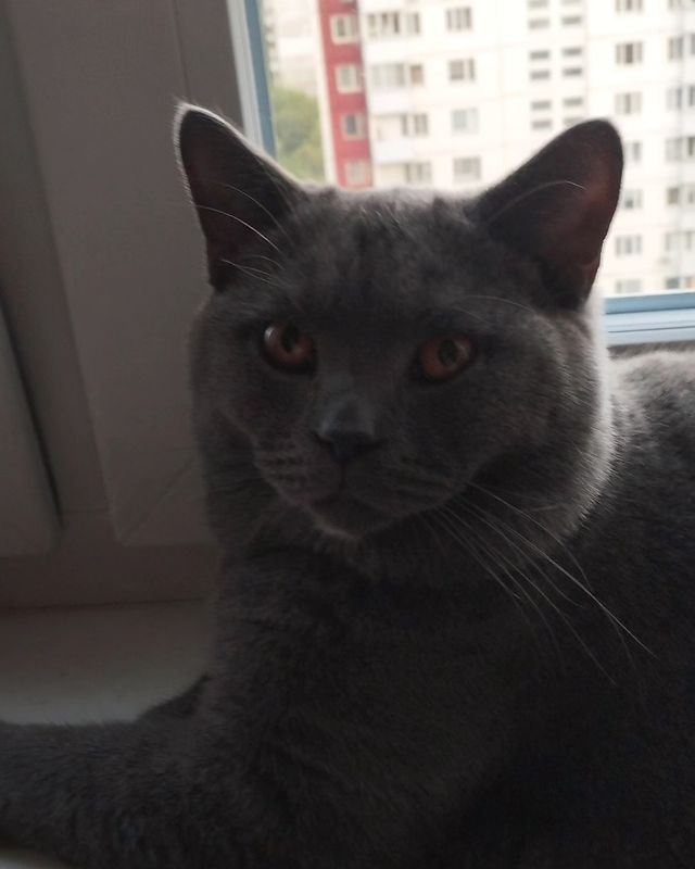 masyanya_mur_ в LOOKY. #британскийкотенок,#моечудо,#Марсель,#бамболейло. Вот они изменения. С...