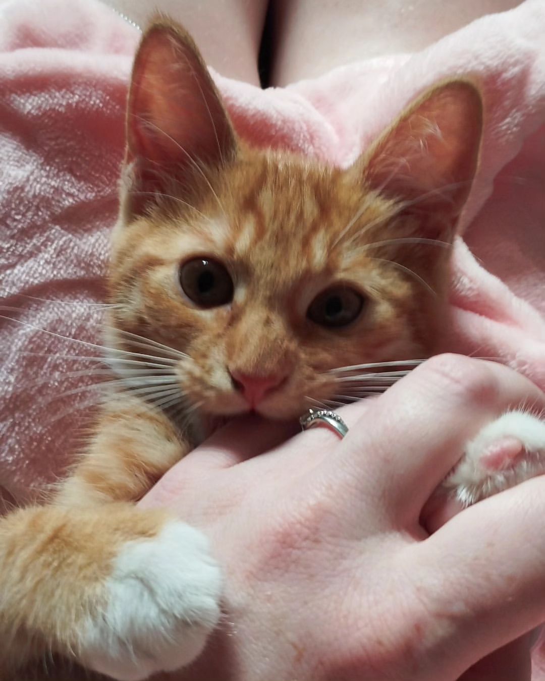 masyanya_mur_ в LOOKY — Знакомимся ))), моя вторая жительница которую я собственнору