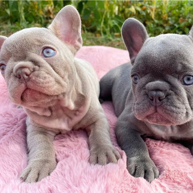 nastasya.lipbulldog в LOOKY. #loveabulli,#frenchuepuppy,#frenchuesofinstagram,#frenchielife,#ilovemyfrenchie,#frenchielove,#frenchbulldogsofinstagram,#instafrenchie,#bulldogfrances,#frenchieoftheday,#theworldofbullies,#dailyfrenchie,#frenchiepups,#frenchies1,#frenchie,#frenchiephotos,#frenchbulldogsrock,#frenchbully,#thefrenchiepost,#fab_frenchie,#ig_bullys. Свободны малыши г.Пе...