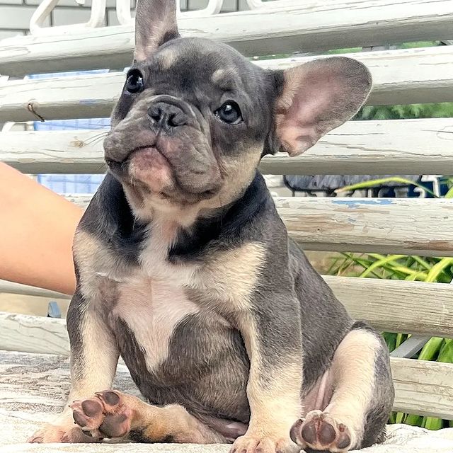 nastasya.lipbulldog в LOOKY. #loveabulli,#frenchuepuppy,#frenchuesofinstagram,#frenchielife,#ilovemyfrenchie,#frenchielove,#frenchbulldogsofinstagram,#instafrenchie,#bulldogfrances,#frenchieoftheday,#theworldofbullies,#dailyfrenchie,#frenchiepups,#frenchies1,#frenchie,#frenchiephotos,#frenchbulldogsrock,#frenchbully,#thefrenchiepost,#fab_frenchie,#ig_bullys. Свободны девочка и м...