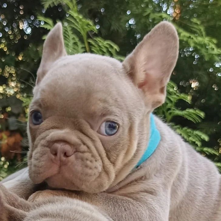 nastasya.lipbulldog в LOOKY — фото 4