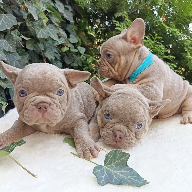 nastasya.lipbulldog в LOOKY. #loveabulli,#frenchuepuppy,#frenchuesofinstagram,#frenchielife,#ilovemyfrenchie,#frenchielove,#frenchbulldogsofinstagram,#instafrenchie,#bulldogfrances,#frenchieoftheday,#theworldofbullies,#dailyfrenchie,#frenchiepups,#frenchies1,#frenchie,#frenchiephotos,#frenchbulldogsrock,#frenchbully,#thefrenchiepost,#fab_frenchie,#ig_bullys. Малыши свободны. Дев...