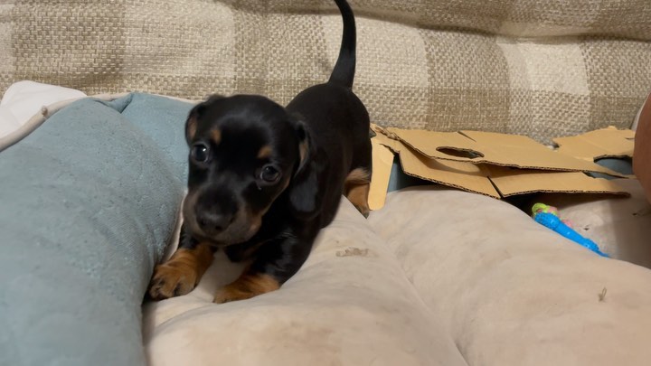 teckel_haul в LOOKY. #такса,#таксаминиатюрная,#таксагладкошерстная,#dachshund,#dachshundpuppies,#dackel,#teckel,#таксаркф,#таксавязка,#вязкатакса,#собака,#щенки,#puppies,#lovemydog,#lovelydachshund,#dachshunds,#dachshundslife,#teckellove,#teckelpuppy,#teckelmini,#zwergdackel,#dackelliebe,#таксалучшаясобака,#dachshundthebest,,#teckelthebes,#щенкитаксы,#doxie,#doxiespuppy,#wienerdog,#sausagedogs. Я, хотя и маленький,...