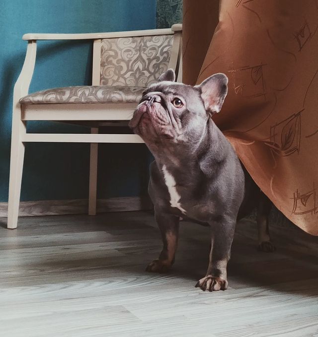 nastasya.lipbulldog в LOOKY. #loveabulli,#frenchuepuppy,#frenchuesofinstagram,#frenchielife,#ilovemyfrenchie,#frenchielove,#frenchbulldogsofinstagram,#instafrenchie,#bulldogfrances,#frenchieoftheday,#theworldofbullies,#dailyfrenchie,#frenchiepups,#frenchies1,#frenchie,#frenchiephotos,#frenchbulldogsrock,#frenchbully,#thefrenchiepost,#fab_frenchie,#ig_bullys. Я стена, я кирпич......