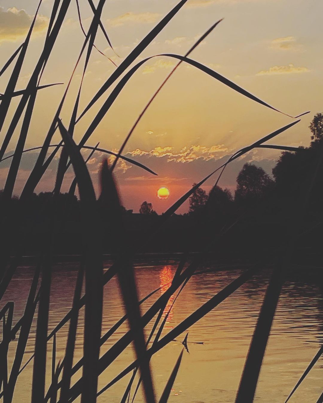 andrej_fox21