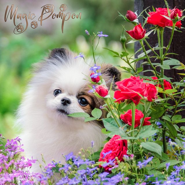 magicpompon в LOOKY. #шпицпатиколор,#питомникшпицев,#щенкипомеранскогошпица,#pomeranianpuppy,#paticolorpom,#paticolorpomeranian,#pomeranianpuppy,#pomeranianpaticolor,#magicpompon,#magicpom. У нас продолжается с...