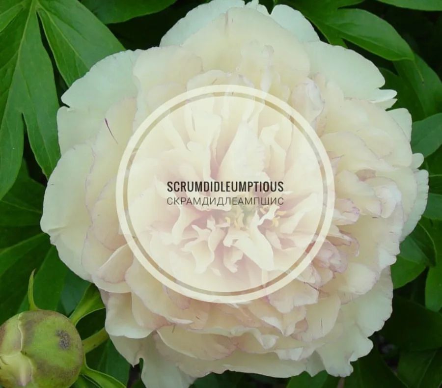 🌸Scrumdidleumptious (Скрамдидлеампшис)🌸

3-5 почек
4200 руб

На осень. 
Отправим почтой или сдэк. Рф, Казахстан, Беларусь. 
Предоплата 50%. Для заказа напишите в директ. 

Ито-гибрид. Махровый розовидный – полумахровый. Цветок диаметром 15 см, кремовый со светло-розовым оттенком на кончиках лепестков, похож на цветок древовидного пиона. Тёмно-розовые пятнышки в основании. Пестики светло-зелёные с жёлтыми рыльцами. На цветоносах по 1-2 боковых бутона, которые распускаются в махровые цветки диаметром 12 см, продлевая цветение на 2 недели. Цветение очень обильное. Стебли прочные. Листва устойчивая к заболеваниям. Высота 70 см. Срок цветения средний.