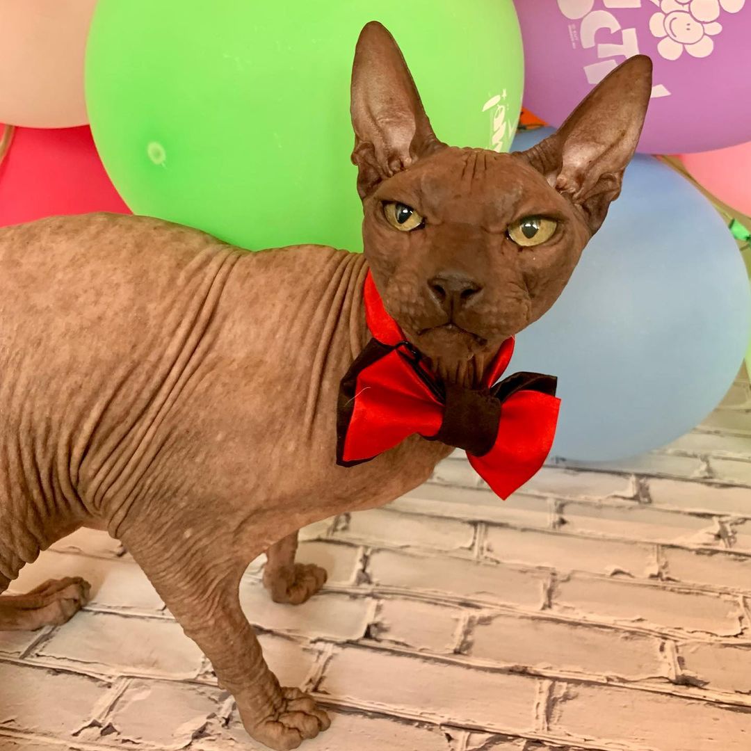 alice_sheldon_cooper в LOOKY — фото 4