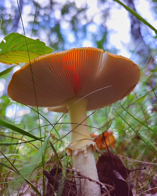 eipatov в LOOKY. . null