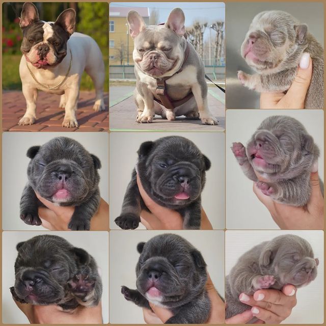 nastasya.lipbulldog в LOOKY. #loveabulli,#frenchuepuppy,#frenchuesofinstagram,#frenchielife,#ilovemyfrenchie,#frenchielove,#frenchbulldogsofinstagram,#instafrenchie,#bulldogfrances,#frenchieoftheday,#theworldofbullies,#dailyfrenchie,#frenchiepups,#frenchies1,#frenchie,#frenchiephotos,#frenchbulldogsrock,#frenchbully,#thefrenchiepost,#fab_frenchie,#ig_bullys. Как приятно держать ...