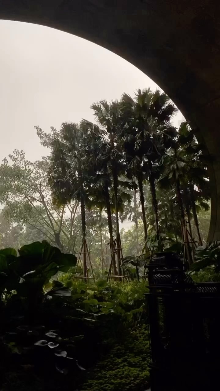 fidelity_jukai в LOOKY. #雨,#自然,#asmr,#sleep,#relax. 雨の軽いキスの下で、
眠りに落ちるときの...