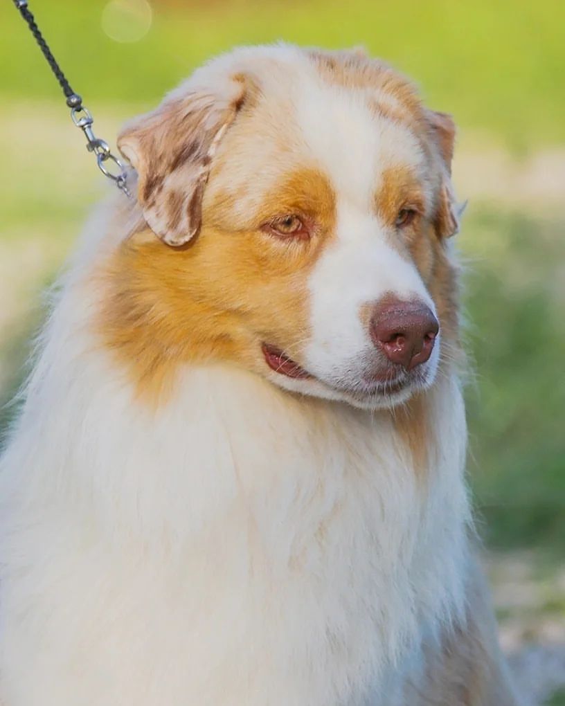 iz_doma_korolevoi_kennel в LOOKY — фото 2