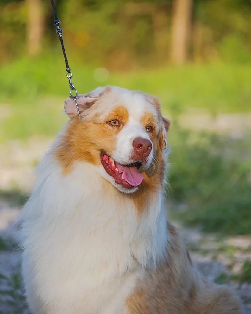 iz_doma_korolevoi_kennel в LOOKY — фото 3