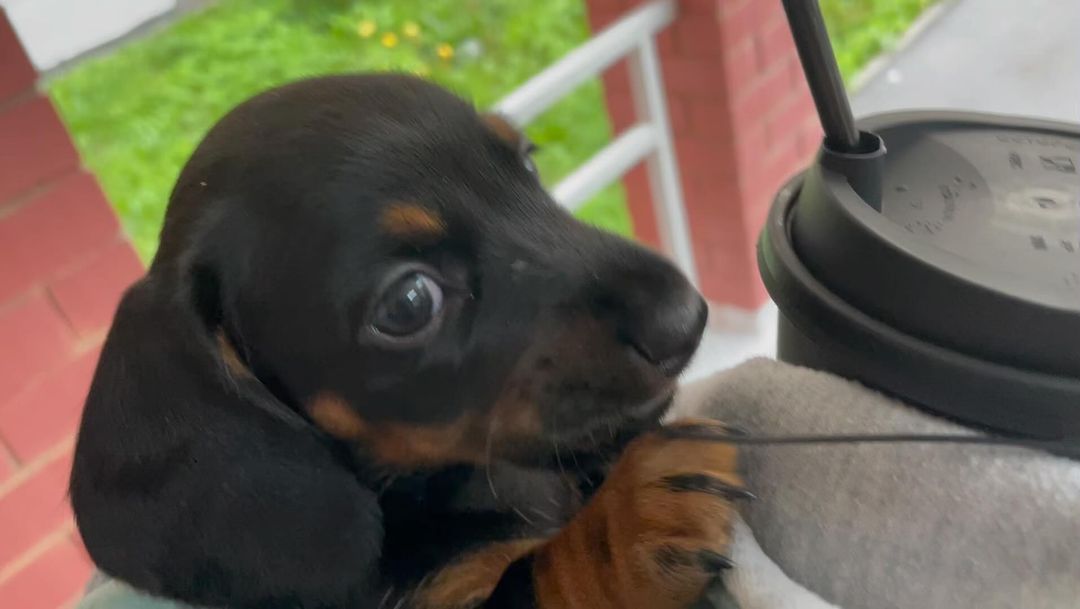 teckel_haul в LOOKY. #такса,#таксаминиатюрная,#таксагладкошерстная,#dachshund,#dachshundpuppies,#dackel,#teckel,#таксаркф,#таксавязка,#вязкатакса,#собака,#щенки,#puppies,#lovemydog,#lovelydachshund,#dachshunds,#dachshundslife,#teckellove,#teckelpuppy,#teckelmini,#zwergdackel,#dackelliebe,#таксалучшаясобака,#dachshundthebest,,#teckelthebes,#щенкитаксы,#doxie,#doxiespuppy,#wienerdog,#sausagedogs. Буханка в Троицке - ...