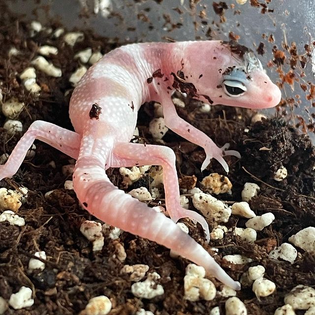 exzoopark_by в LOOKY. #exzoopark_by,#машамузасоколовская,#эублефар,#эубрефары,#eublepharismacularius,#eublepharis,#reptile. Малыш №10 сезона 202...