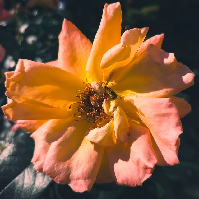 deus.nature в LOOKY. #floverphotography,#flovers,#floverslovers,#macrophotography,#shotongalaxy,#naturephotography,#nature,#naturelovers,#фотодня,#фотоприроды,#фотоцветов,#цветыцветы,#макрофотография,#мобильнаяфотография. Bee
.
.
.
#floverpho...