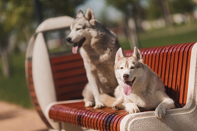 ekaterina_haraman в LOOKY. #выставки,#husky,#sebirianhusky,#хаски,#выставкасобак,#щенкихаски,#dog,#doggie,#сибирскийхаски,#собаки,#dogs_of_instagram,#dogs,#lovedogs,#happydog,#instadog,#haski,#puppy,#puppyhusky,#instagramdogs,#happydog,#huskygram,#cutedog,#puppydog,#красота,#природа,#любовь. ❤️❤️❤️
#выставки #hu...