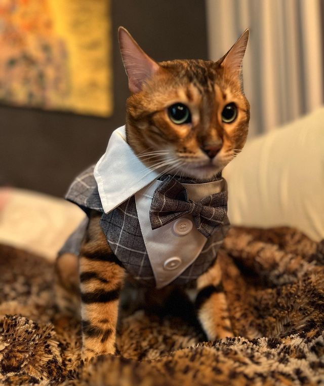 hunter.bengalcat в LOOKY. #бенгал,#bengal,#bengalcat,#бенгальскийкот,#бенгальскийкотенок,#кот,#cat,#котенок,#hunter,#хантер,#khan,#хан,#honey,#хани. Забыли взять на свад...