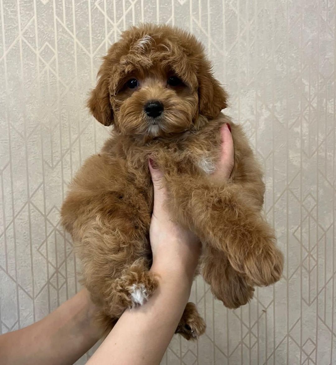 maltipoo_moscow_spb в LOOKY — фото 3